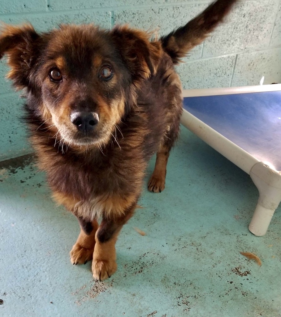 Yogi’s Story – Mountain Girl Rescue